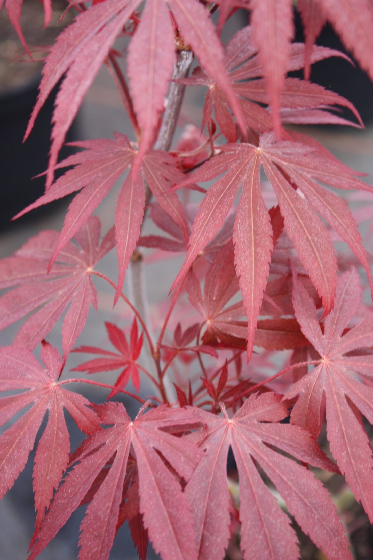 Acer Palmatum Beni Kagami - Japanese Maple Beni Kagami