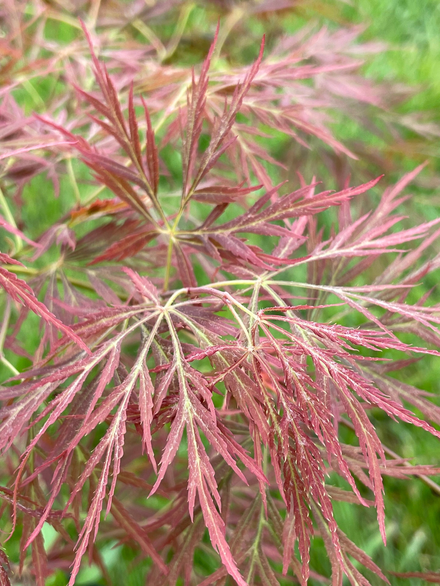 Acer Palmatum Irish Lace - Irish Lace Japanese Maple