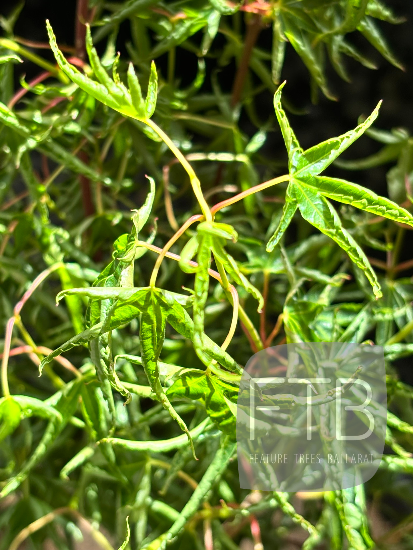 Close-up of green leaves with a blurred background