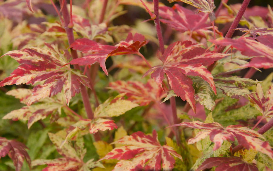 Acer Palmatum Kumoi - Variegated Full Moon Japanese Maple