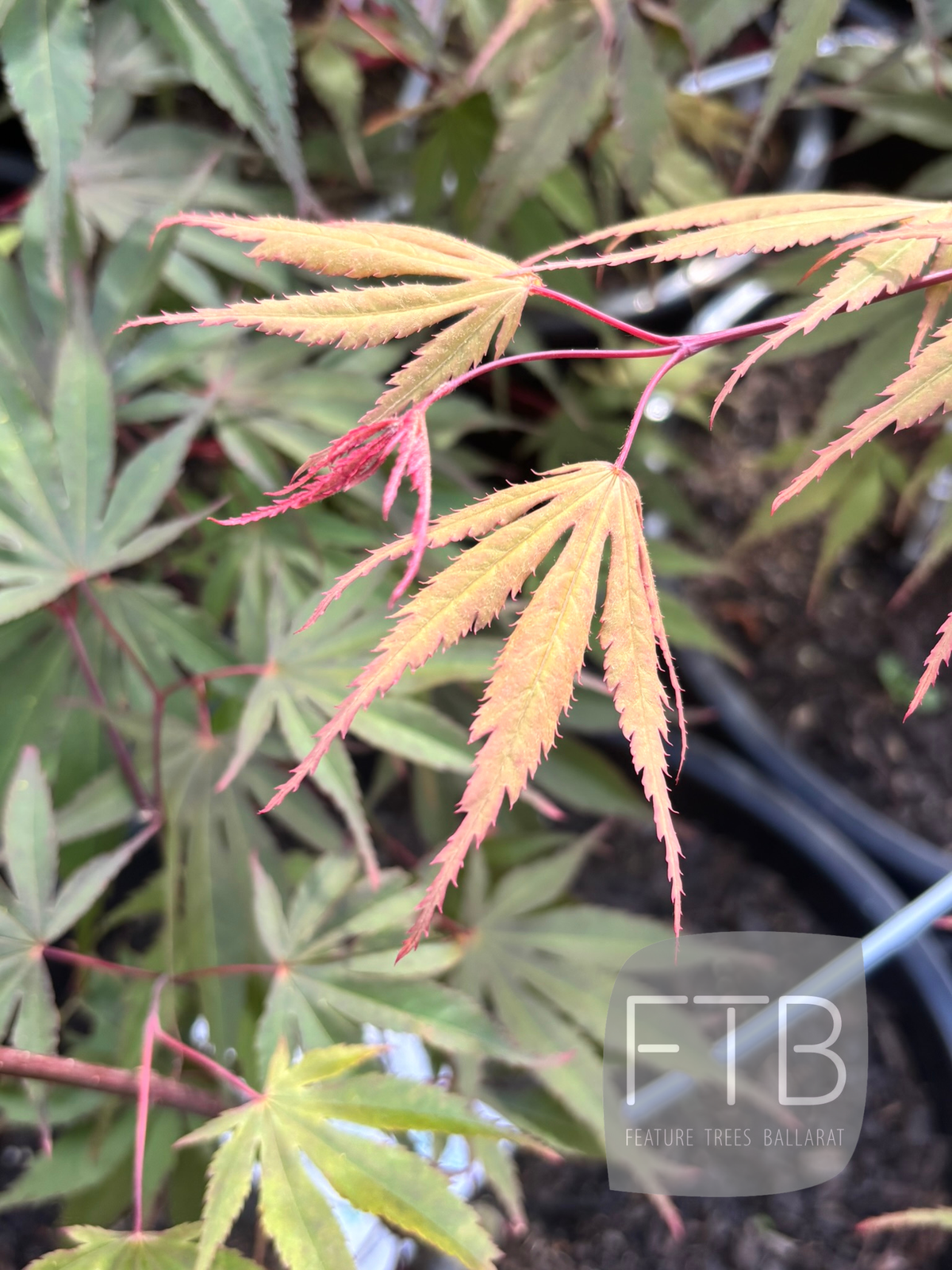 Acer Palmatum Redmyre - Redmyre Japanese Maple