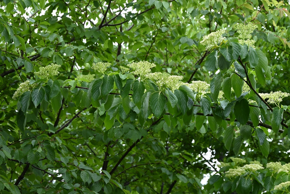 Cornus Controversa June Snow - Dogwood June Snow
