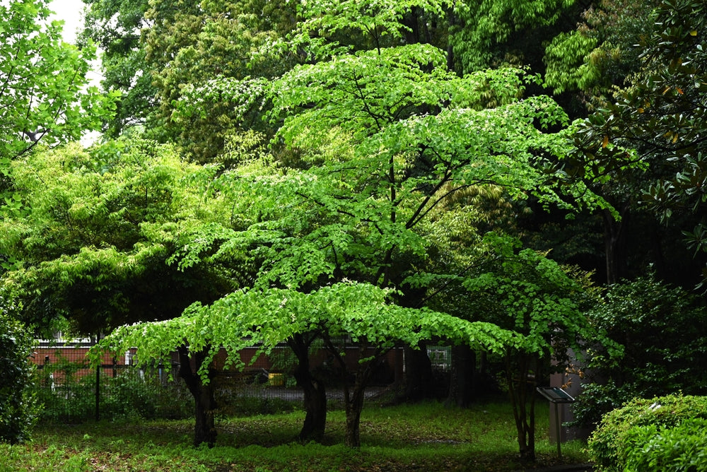 Cornus Controversa June Snow - Dogwood June Snow