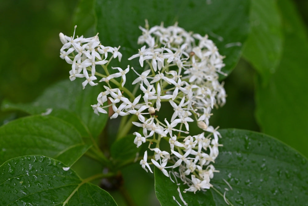 Cornus Controversa June Snow - Dogwood June Snow