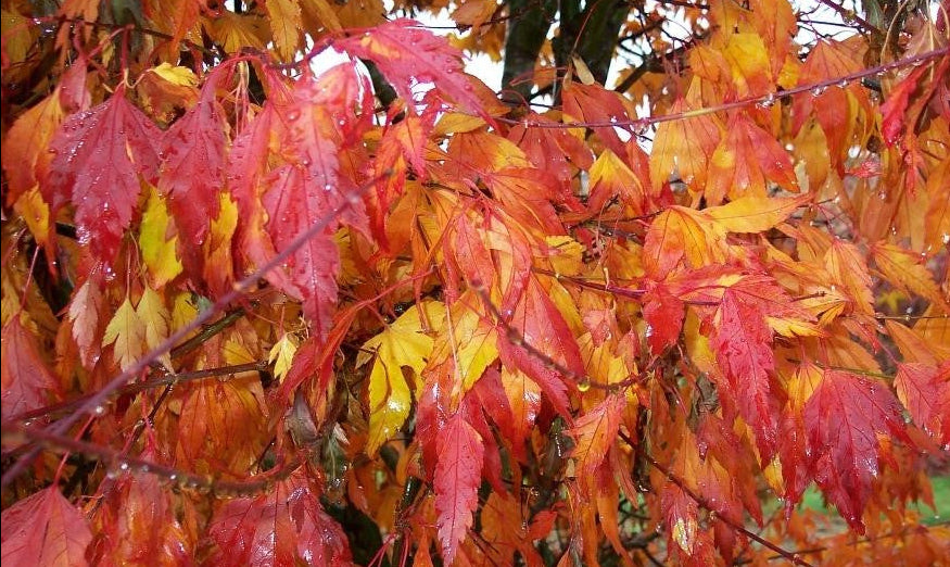Acer Palmatum Koshimino - Japanese Maple Koshimino