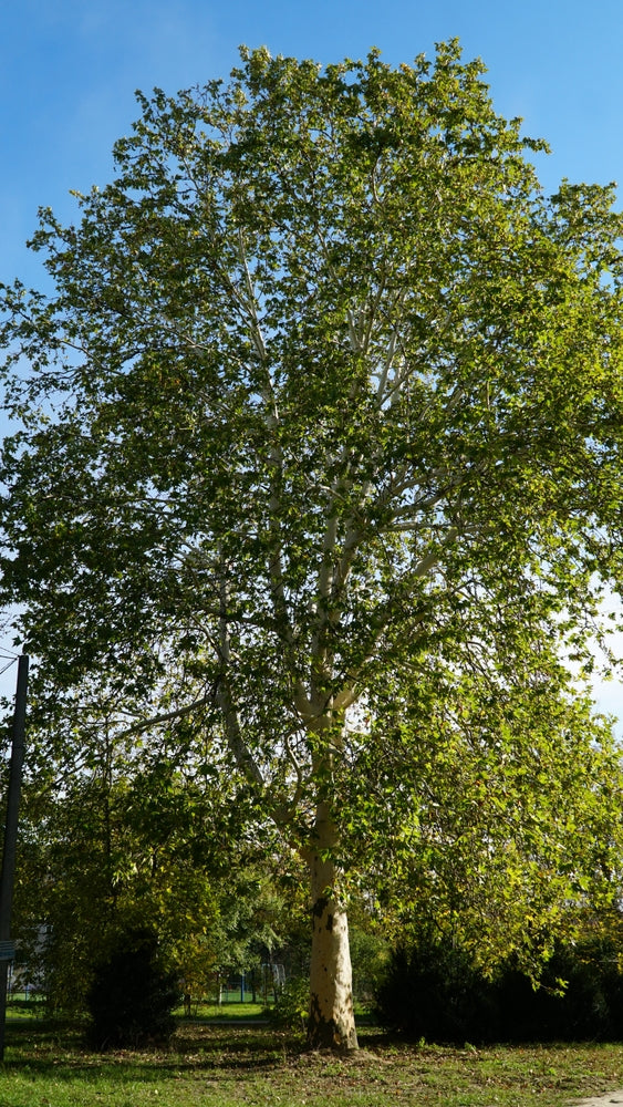 Platanus x Acerifolia - London Plane Tree