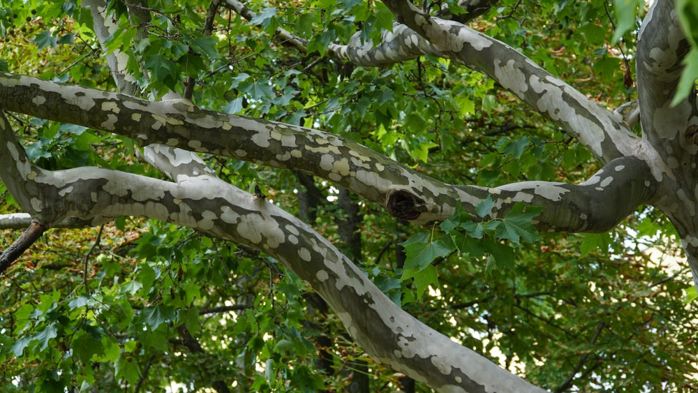 Platanus x Acerifolia - London Plane Tree