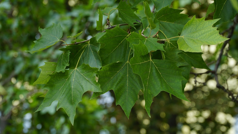 Platanus x Acerifolia - London Plane Tree
