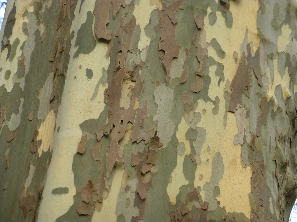 Platanus x Acerifolia - London Plane Tree