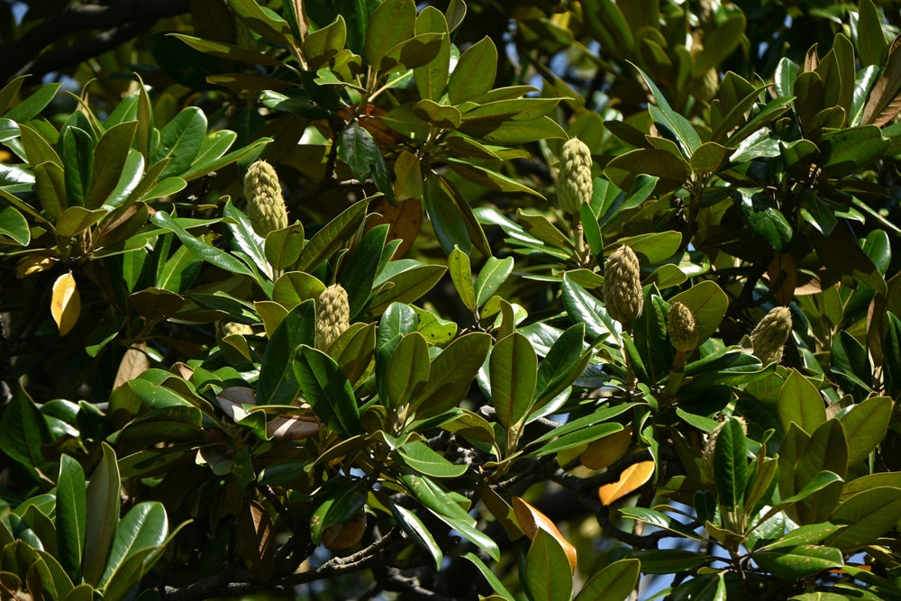 Magnolia Grandiflora - Southern Magnolia