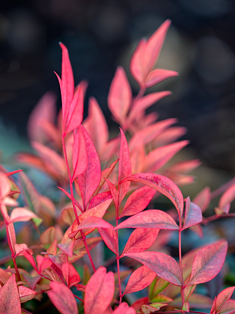 Nandina Moon Bay