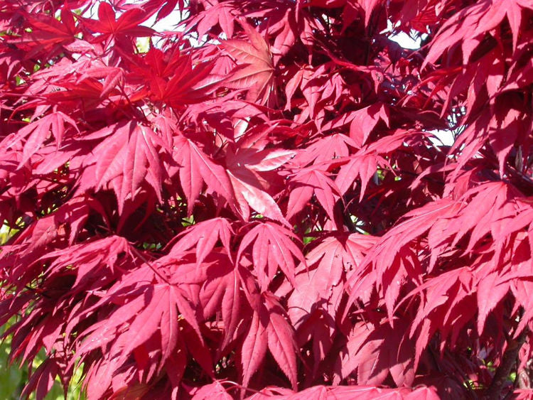 Acer Palmatum Okagami - Okagami Japanese Maple