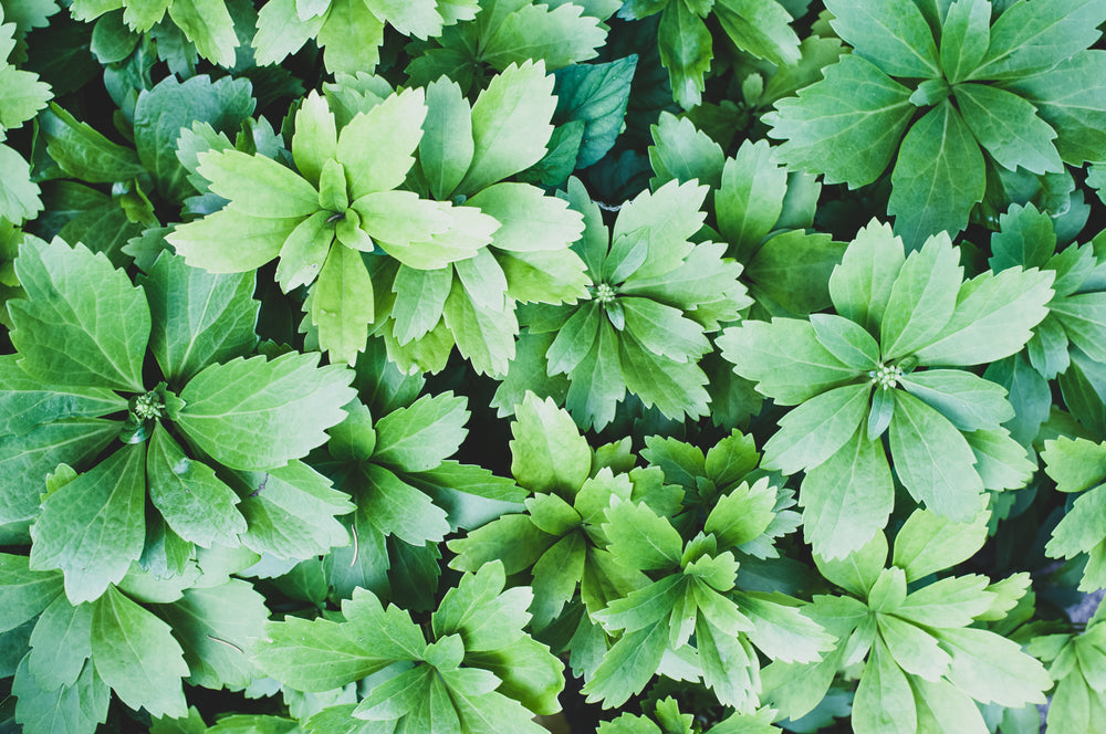 Pachysandra Terminalis - Japanese Spurge