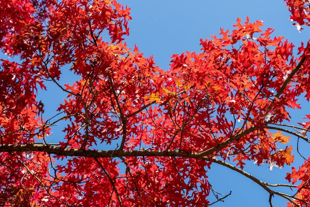 Quercus Palustris - Pin Oak