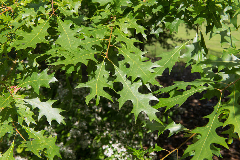 Quercus Palustris - Pin Oak