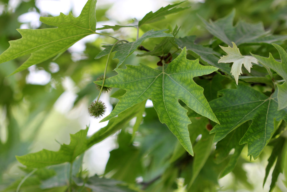 Platanus Orientalis - Oriental Plane Tree