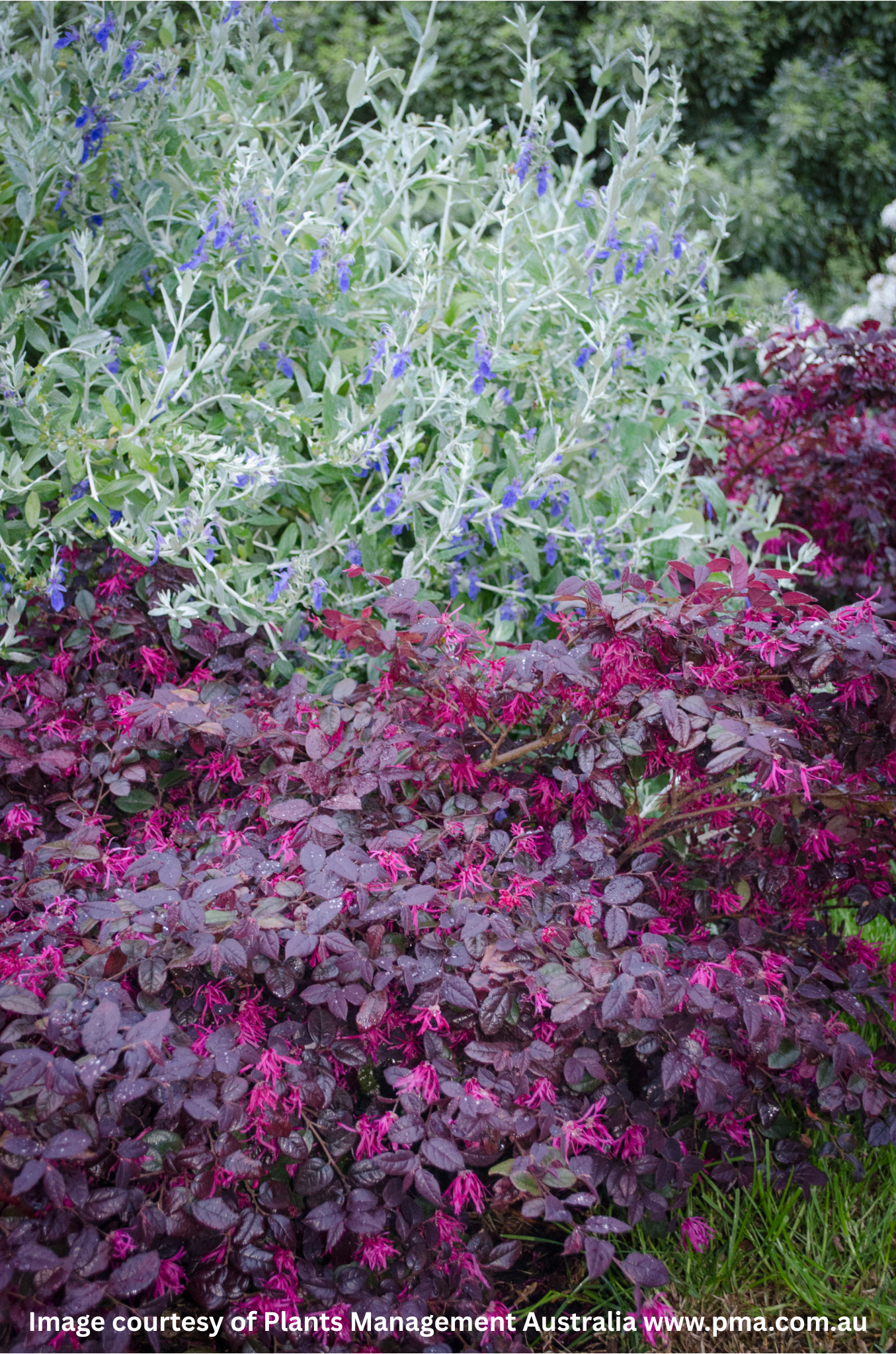 Loropetalum Chinense 'Plum Gorgeous' – Plum Gorgeous Loropetalum