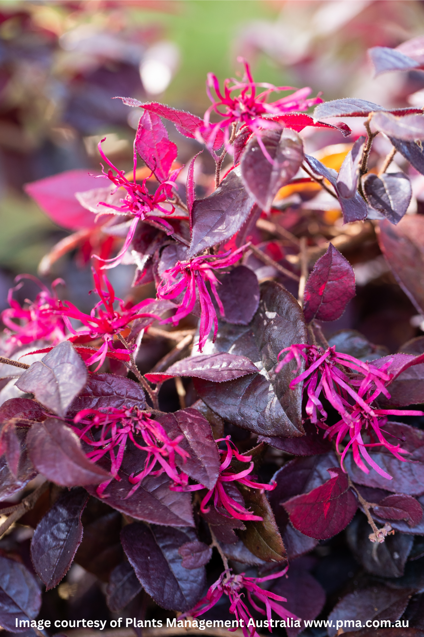 Loropetalum Chinense 'Plum Gorgeous' – Plum Gorgeous Loropetalum
