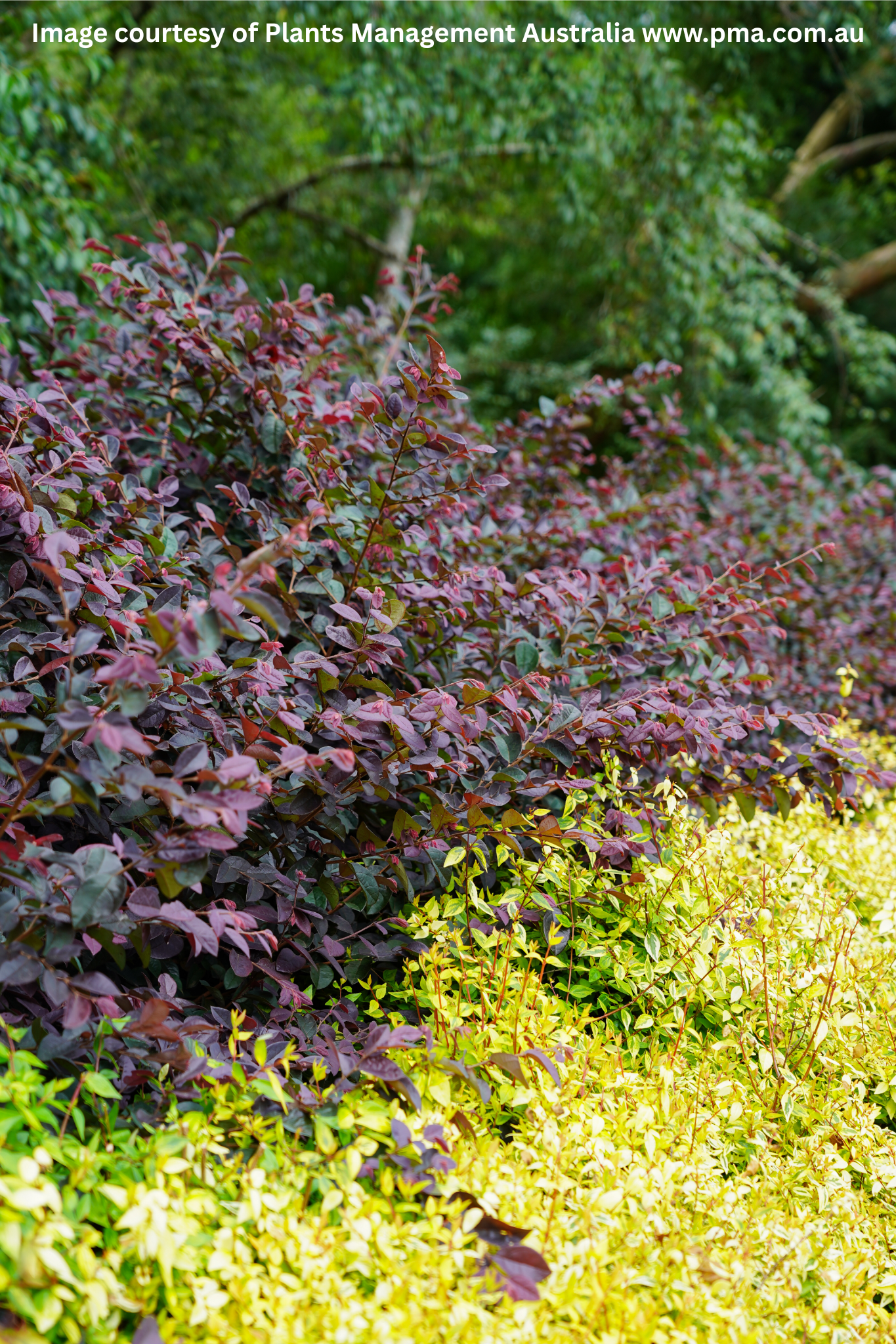 Loropetalum Chinense 'Plum Gorgeous' – Plum Gorgeous Loropetalum