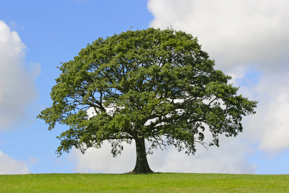 Quercus Faginea - Portuguese Oak