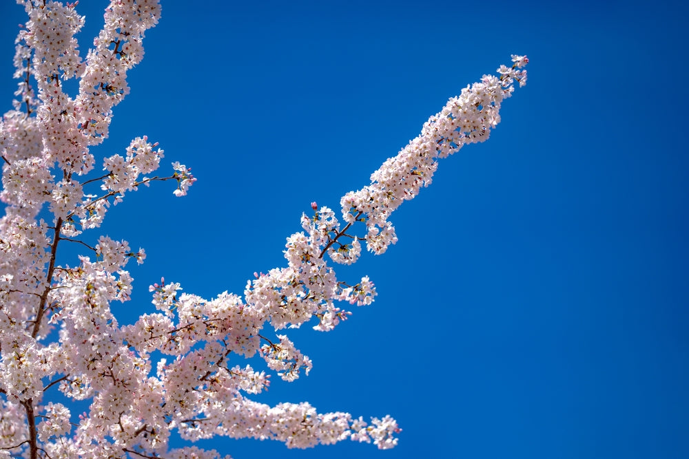 Prunus Cerasifera Elvins - Flowering Plum Elvins
