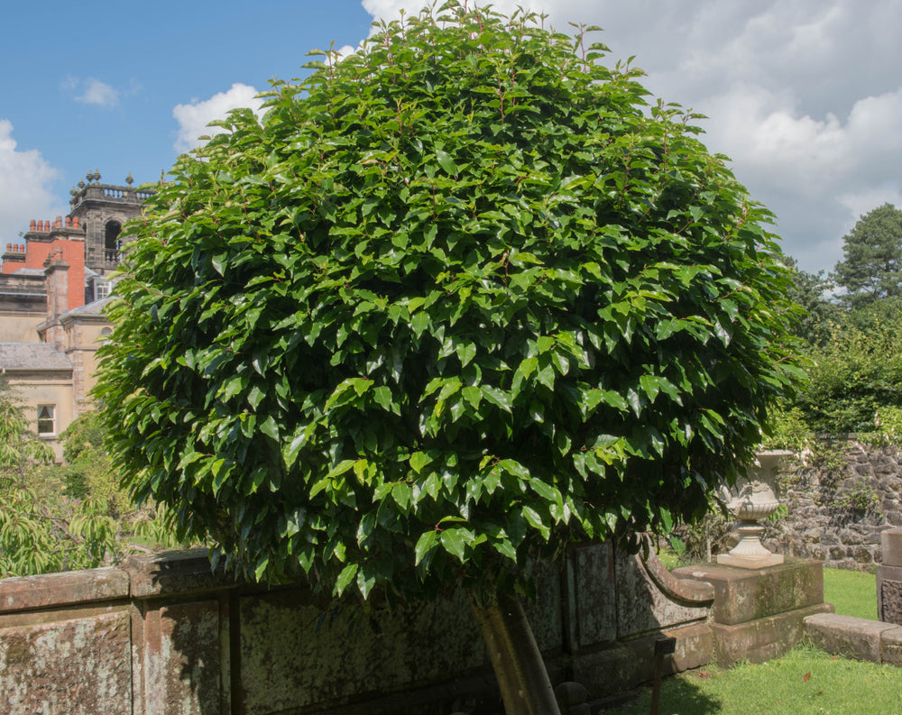 Prunus Lusitanica - Portuguese Laurel