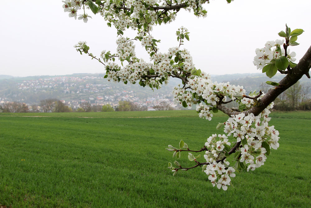 Pyrus Calleryana Capital - Capital Pear