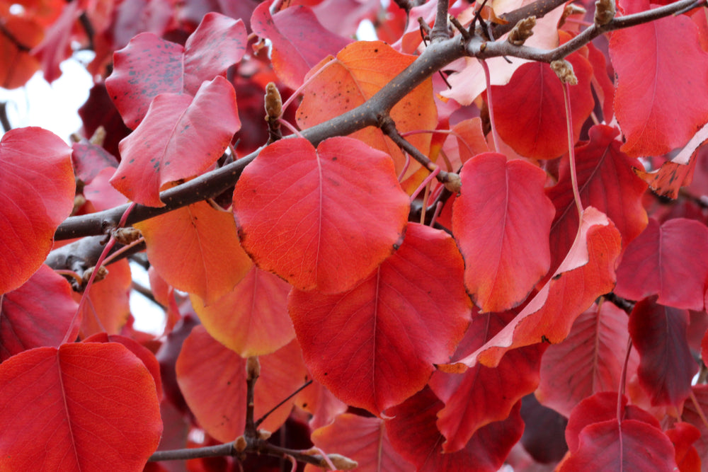 Pyrus Calleryana Cleveland Select - Cleveland Select Pear