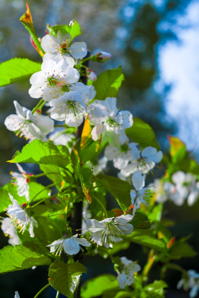 Pyrus Calleryana Cleveland Select - Cleveland Select Pear