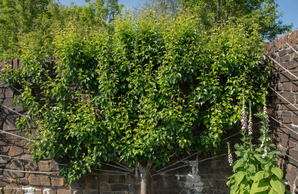 Pyrus Fauriei Westwood - Korean Sun Ornamental Pear