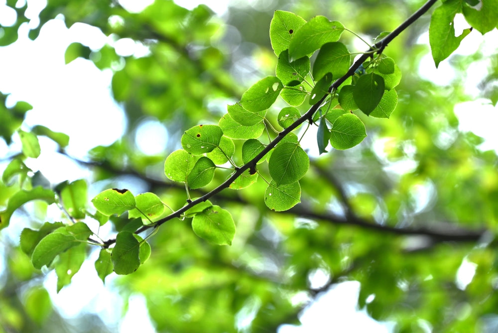 Pyrus Calleryana Capital - Capital Pear
