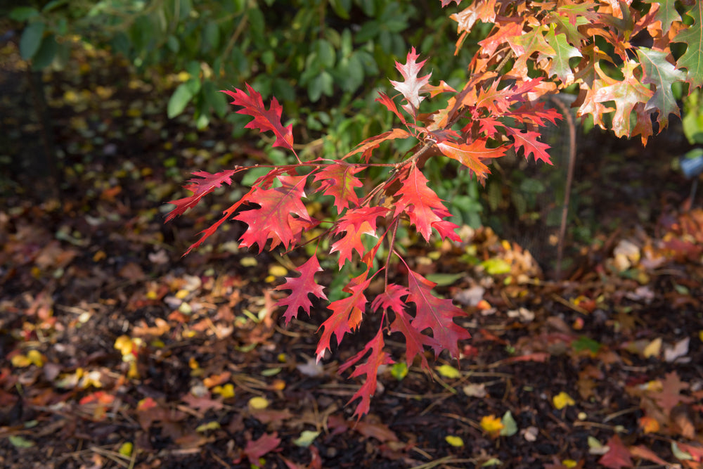 Quercus Palustris - Pin Oak