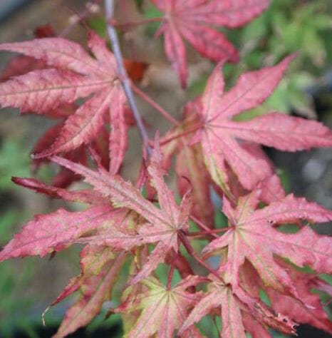 Acer Palmatum 'Reticulatum Red' - Reticulated Red Japanese Maple