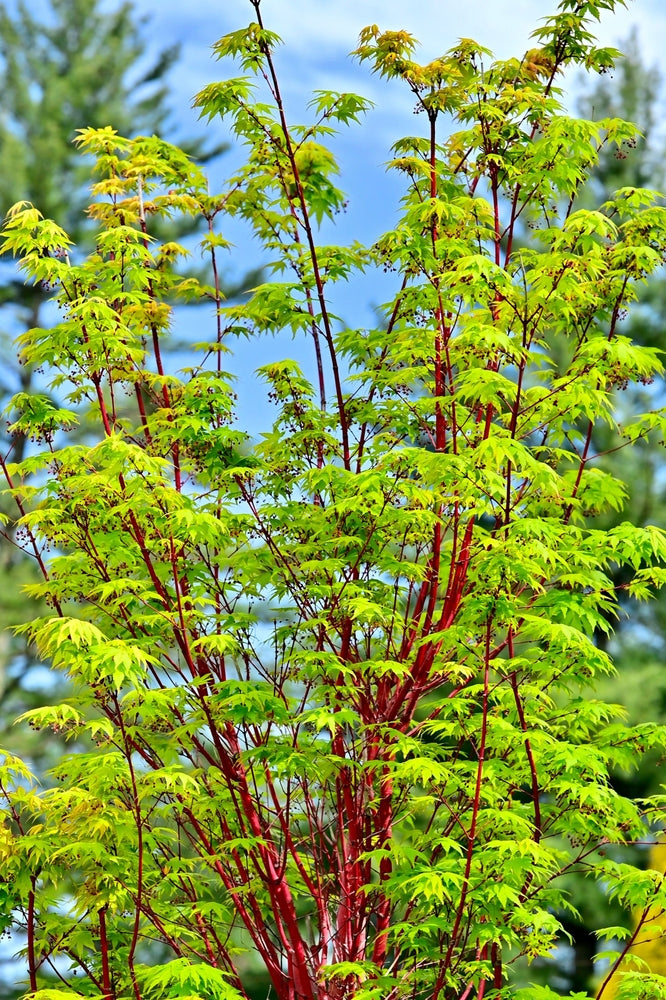 Acer Palmatum Sango Kaku - Japanese Maple Sango Kaku