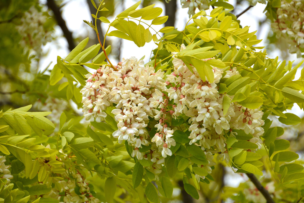 Robinia Pseudoacacia 'Frisia' - Yellow Locust