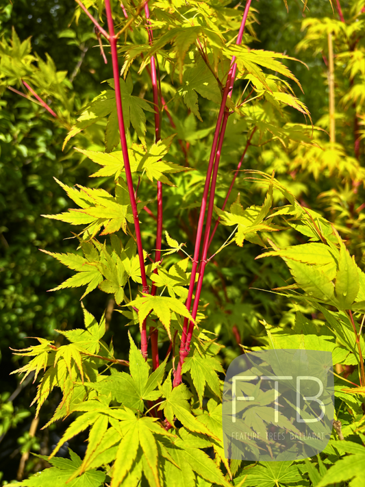 Acer Palmatum Sango Kaku - Japanese Maple Sango Kaku
