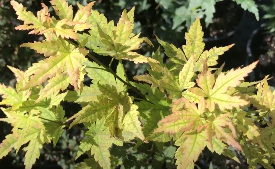 Acer Palmatum Banzai - Japanese Maple Banzai