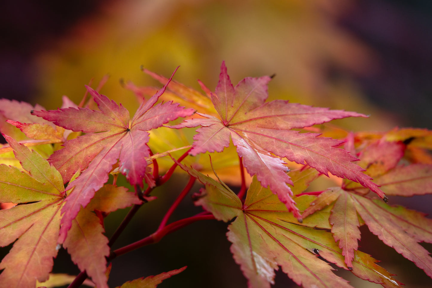 Acer Palmatum Sango Kaku - Japanese Maple Sango Kaku