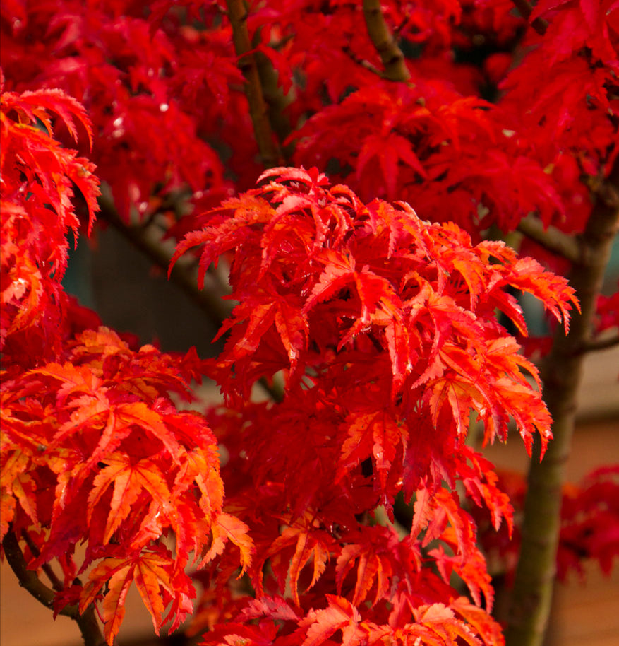 Acer Palmatum Shishi Gashira - Japanese Maple Shishi Gashira