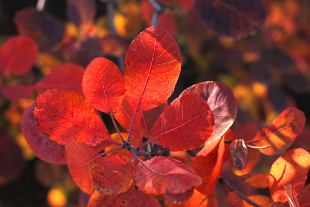 Cotinus Coggygria 'Grace' - Grace Smoke Bush