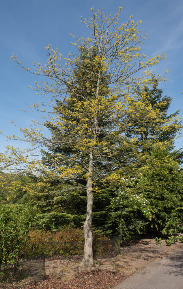 Quercus Palustris - Pin Oak