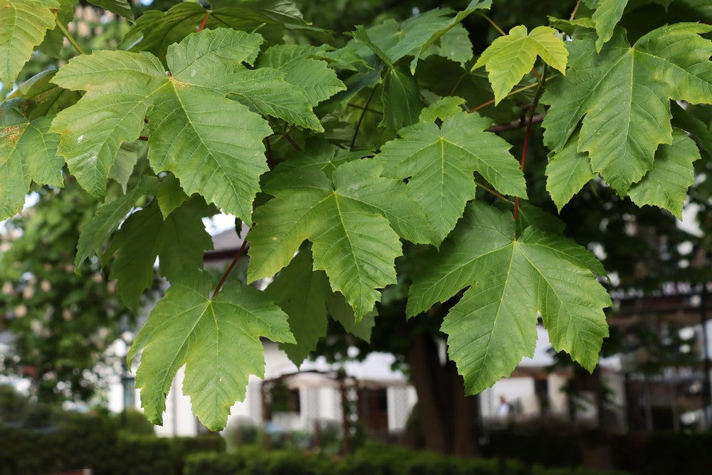 Acer Pseudoplatanus - Sycamore Maple