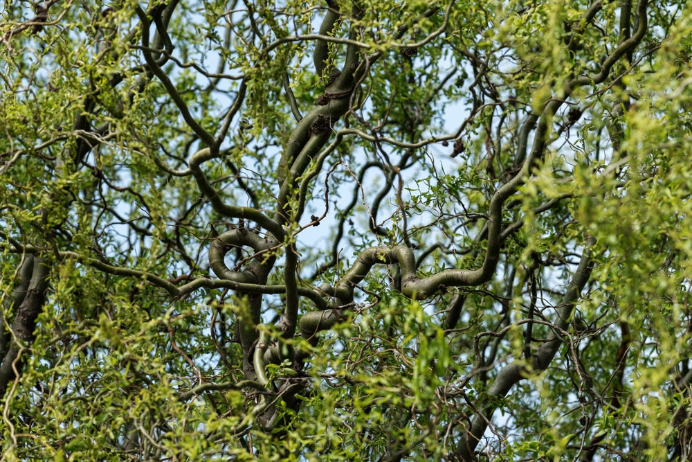 Salix Tortuosa - Tortured Willow