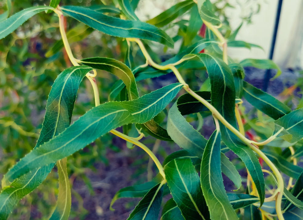 Salix Tortuosa - Tortured Willow