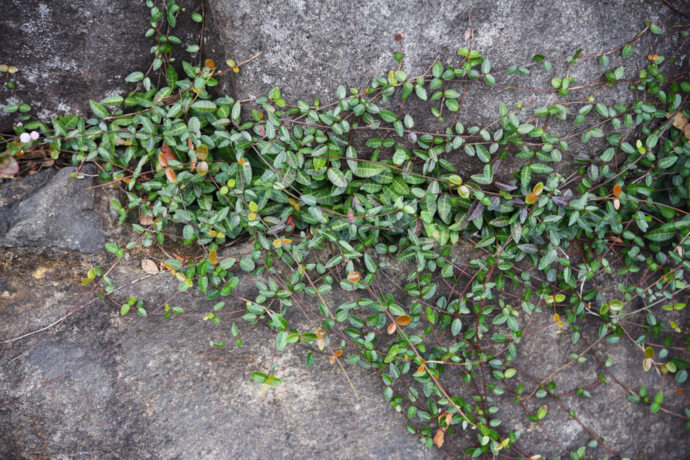 Trachelospermum Asiaticum – Japanese Jasmine