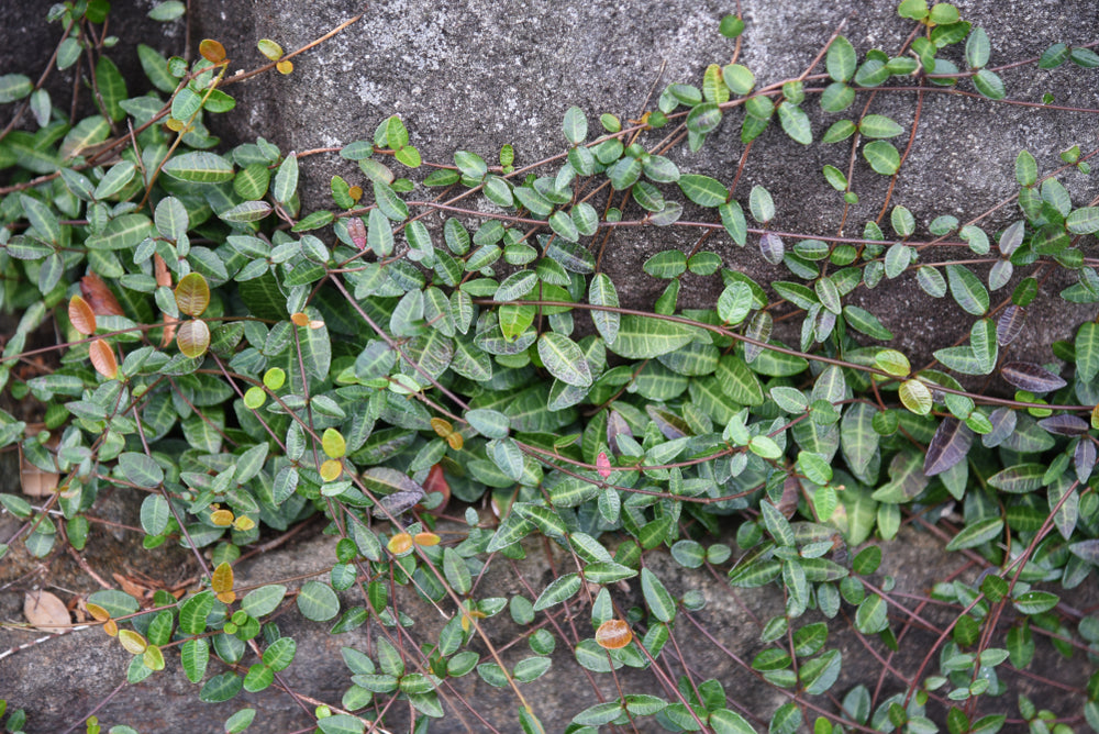Trachelospermum Asiaticum – Japanese Jasmine