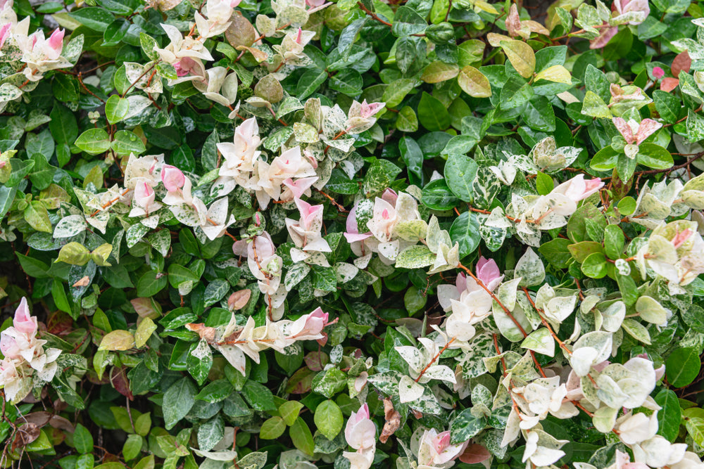 Trachelospermum Jasminoides 'Tricolour' – Tri Colour Jasmine