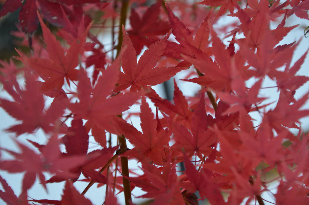 Acer Palmatum Tsukasa Silhouette - Japanese Maple Tsukasa Silhouette