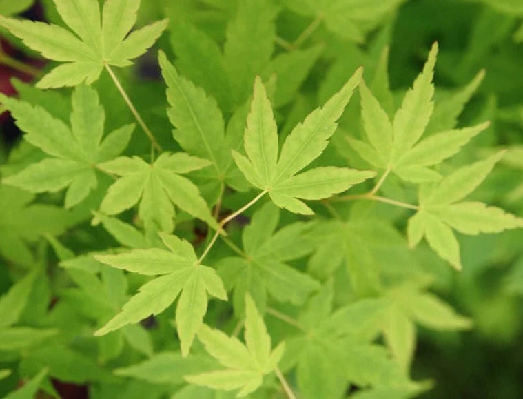 Acer Palmatum Tsukasa Silhouette - Japanese Maple Tsukasa Silhouette