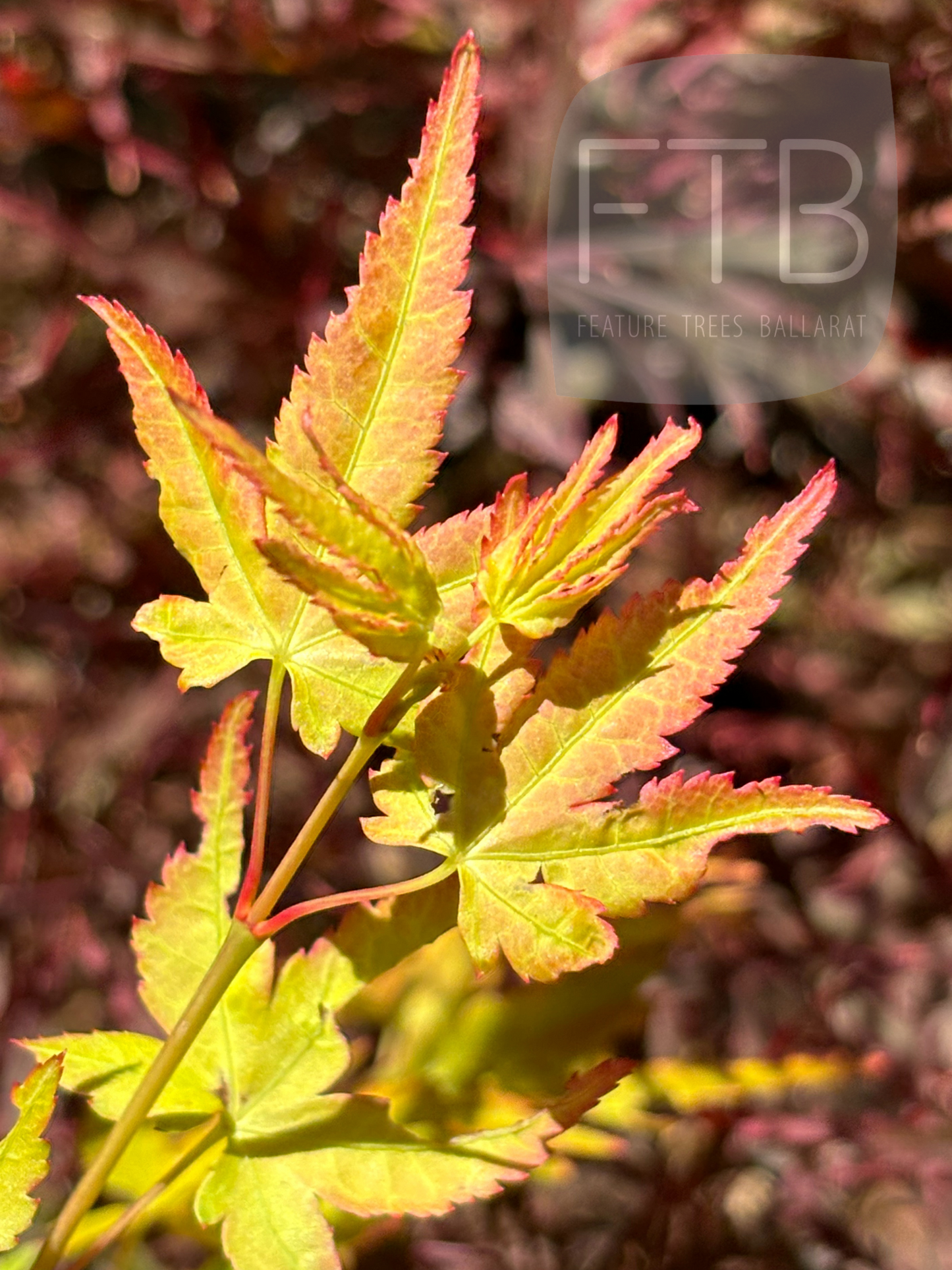 Acer Palmatum Aureum - Golden Japanese Maple